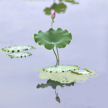 荷花高清摄影