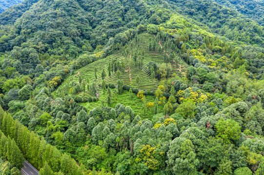 绿色植被