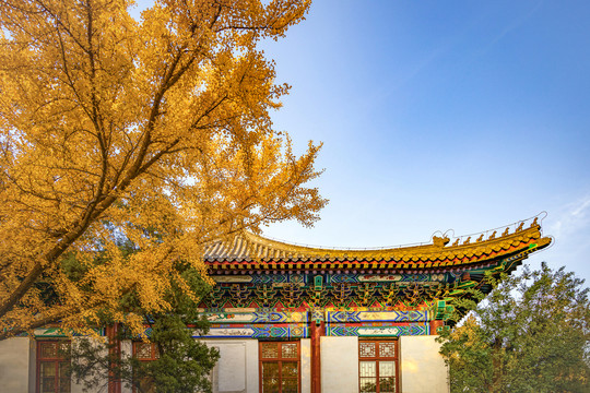 北京大学秋天的银杏树和飞檐