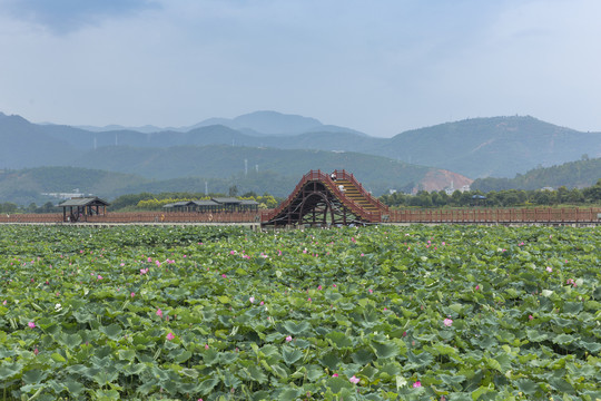 云南石屏异龙湖荷花拱桥自然风光