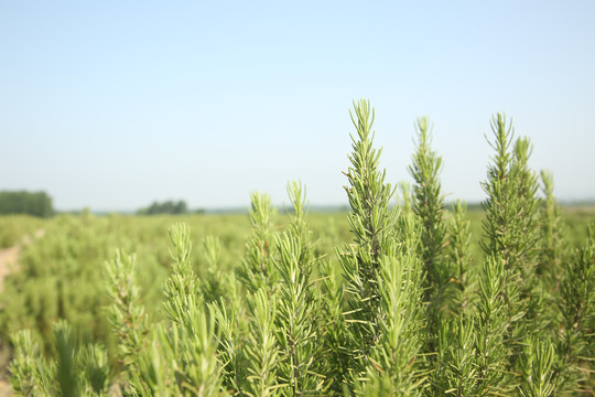 迷迭香种植基地