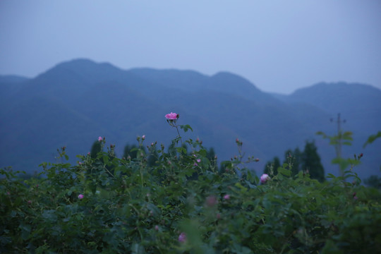 大马士革玫瑰种植基地