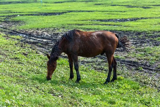 枣红马吃草夏季草原一匹马