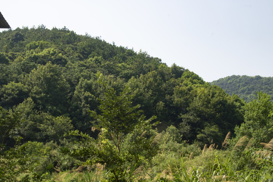 山林树旅游天空绿树丛林