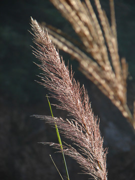 禾本科植物斑茅
