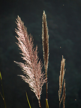 禾本科植物斑茅