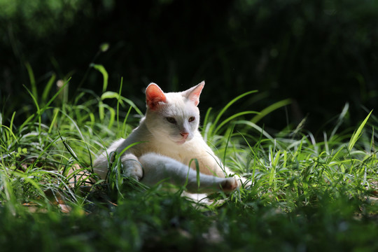 江苏淮安公园中的流浪猫