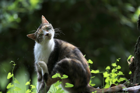 江苏淮安公园中的流浪猫