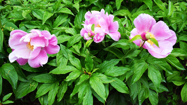 芍药