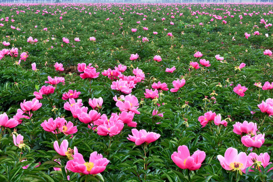 芍药花园