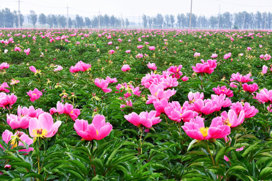 芍药花