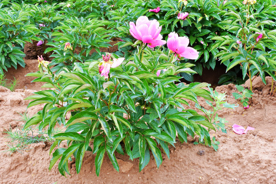 芍药花植株