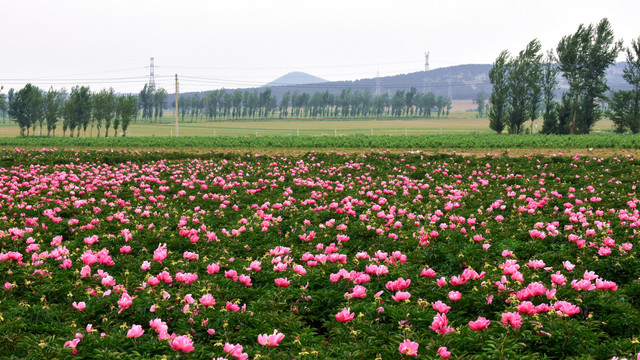 芍药花基地