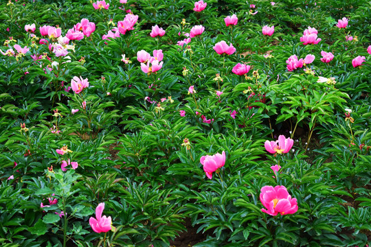 芍药