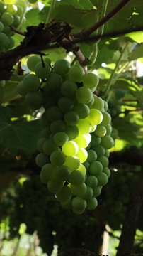 葡萄园里的优质酿酒葡萄水果葡萄