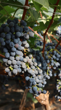 颗粒饱满的水果葡萄酿酒葡萄