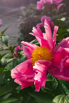 盛开的花