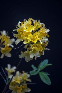 黄色杜鹃花