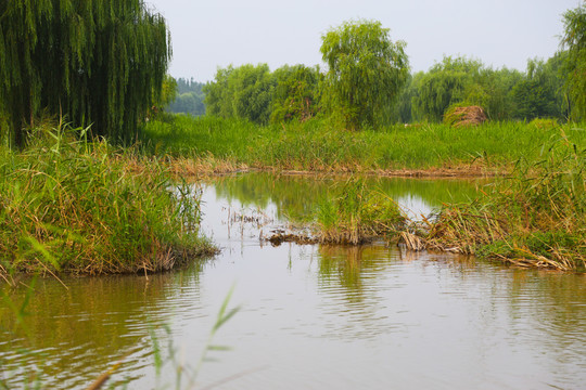 河岸水景