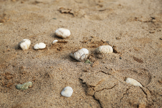 沙土中的鹅卵石