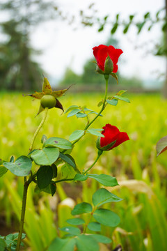 红色月季花