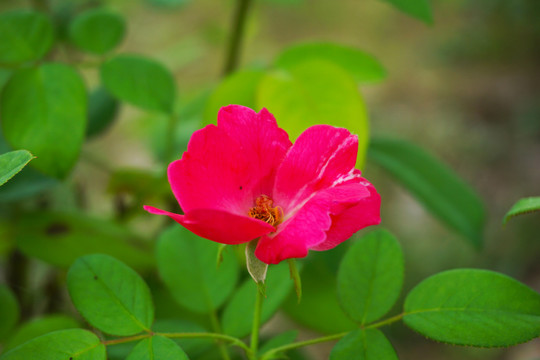红色月季花