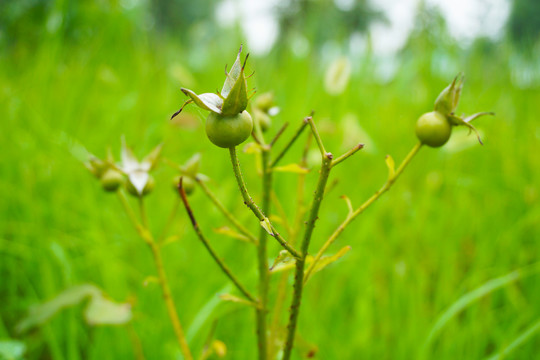 月季花果实
