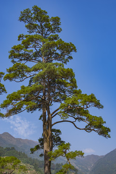 松树苍松