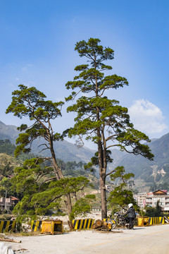 松树