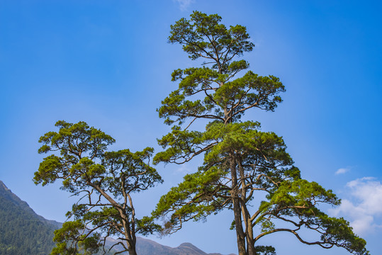 松树