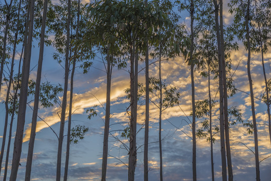 夕阳晚霞树木树林