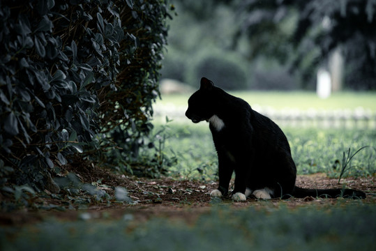 黑猫