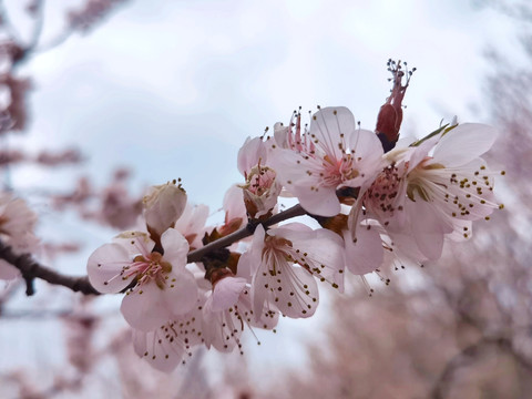 樱花