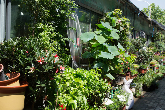 花鸟鱼虫市场里的绿植花卉