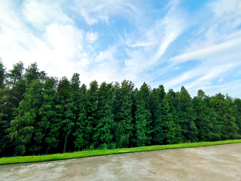 水杉林蓝天背景