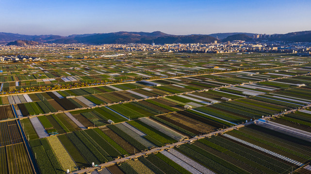 蔬菜生产基地