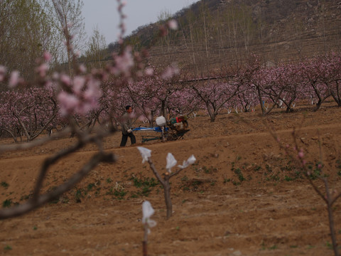 桃花林中农民耕地