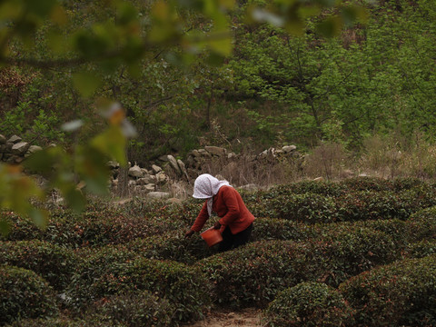 茶园采茶原生态非摆拍