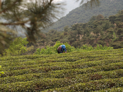 茶园采茶原生态非摆拍