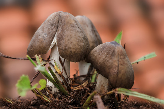 云南黑鸡枞菌