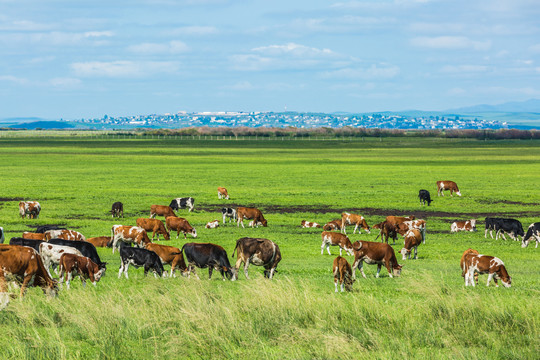 边境草原牛群放牧