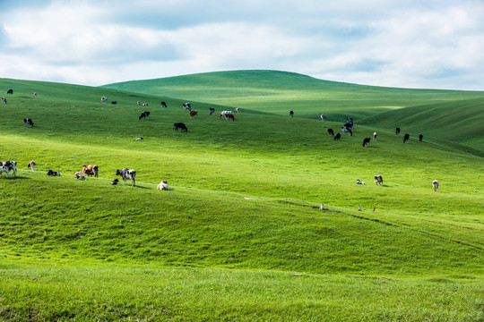 丘陵草原夏季牛群