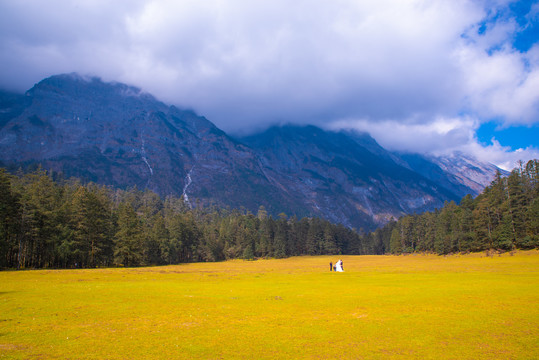 高山草坪