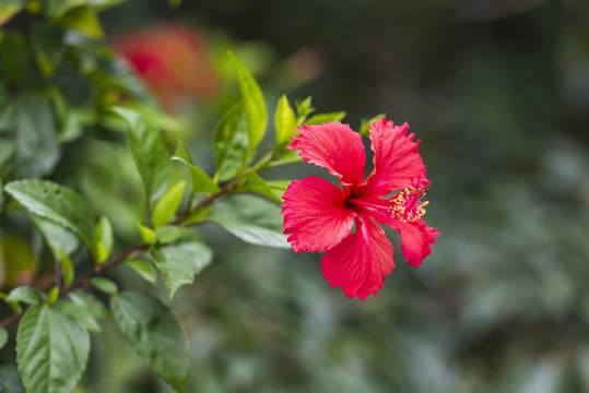 朱槿花