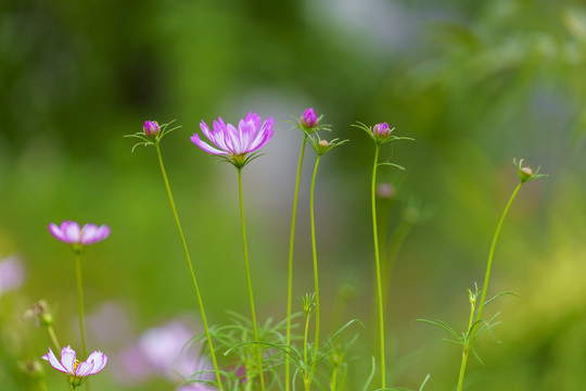 格桑花唯美图片