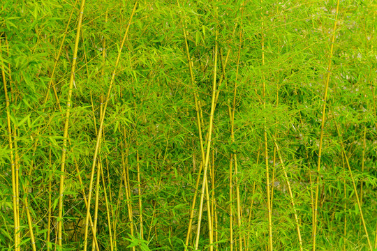 竹林