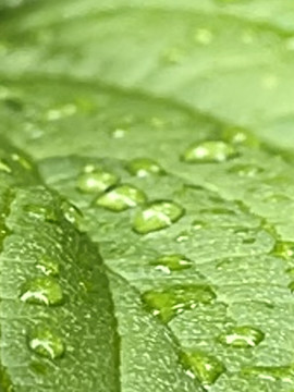 绿叶雨珠