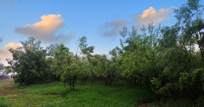 小树林