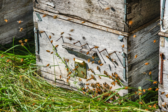 花粉蜂箱