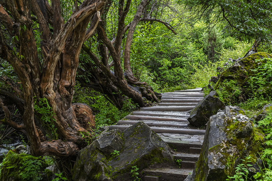 冲古寺林间小道